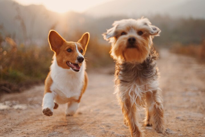 Formation en expertise animalière